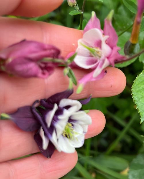 4538A7E6-315A-4DA0-B964-DD3E3D5A549E - Caldaruse 2020-2023