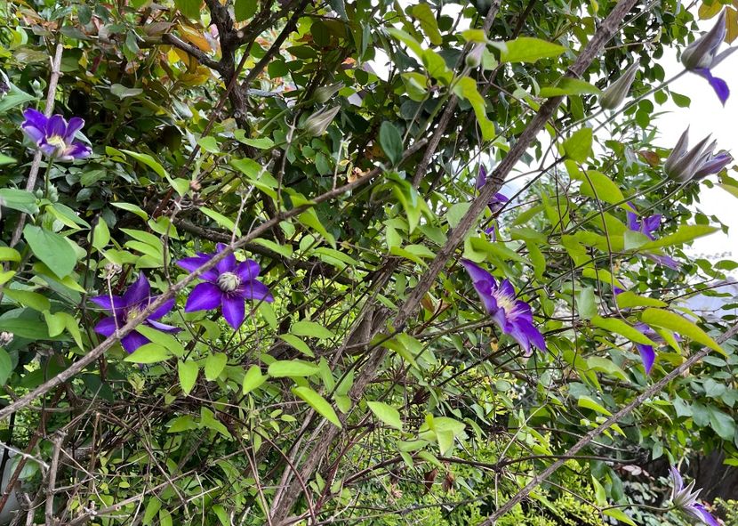 84F7D4BC-06AD-4105-9864-8B50129862C2 - Caldaruse 2020-2023