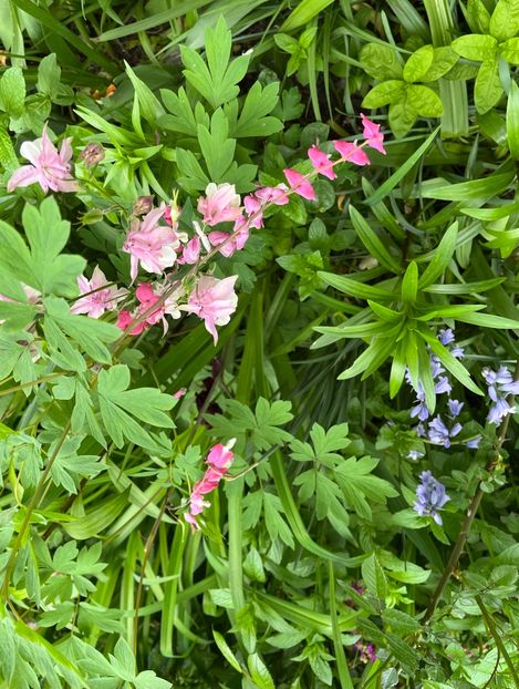 F0471927-F671-4940-85C1-A6063FE282E6 - Caldaruse 2020-2023