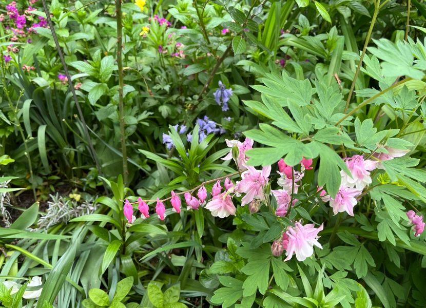 0F20DA61-F3EA-4B0C-8321-A098F9A7B75C - Caldaruse 2020-2023