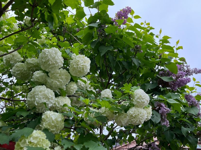 8EE1B55B-7A36-4343-9298-19D90AC3D287 - Arbuști 2021-2023