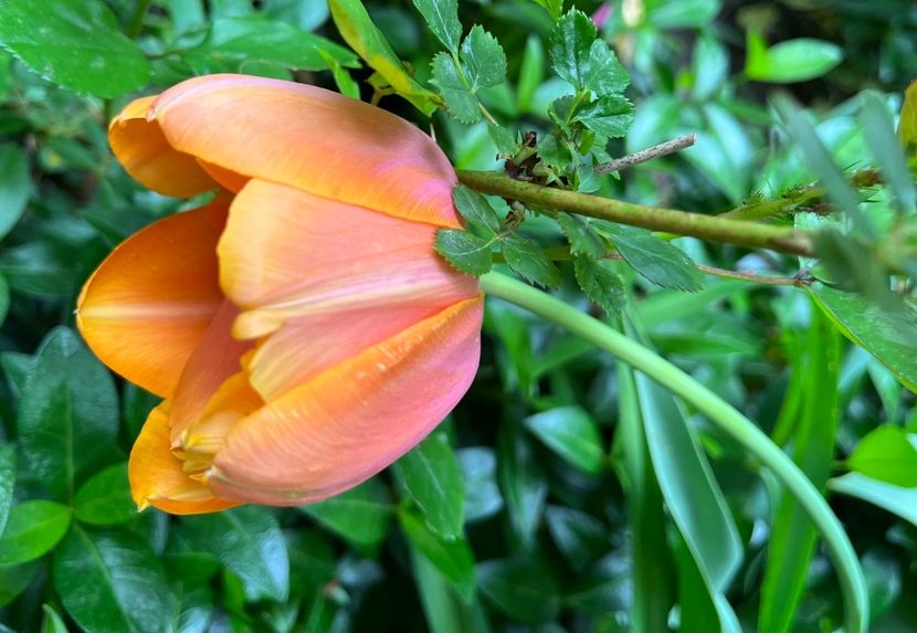 E899CC93-F11C-47A7-AD8D-DF91ED8D8D82 - Lalele 22 23