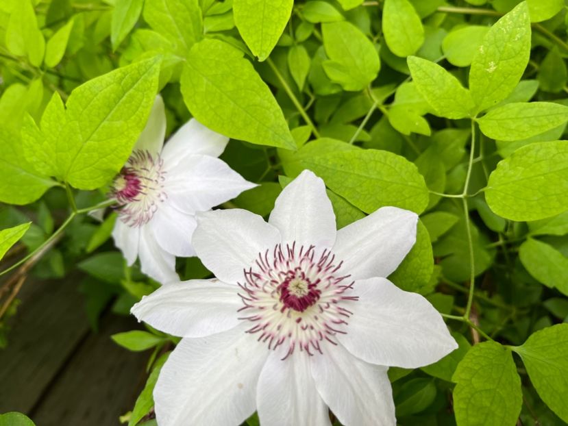 F5E7A0A4-4DF1-463D-B6AF-4A44912C579A - Clematite 2020-2023