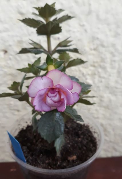 2022 - 0001 2022 - Frumoasa necunoscuta