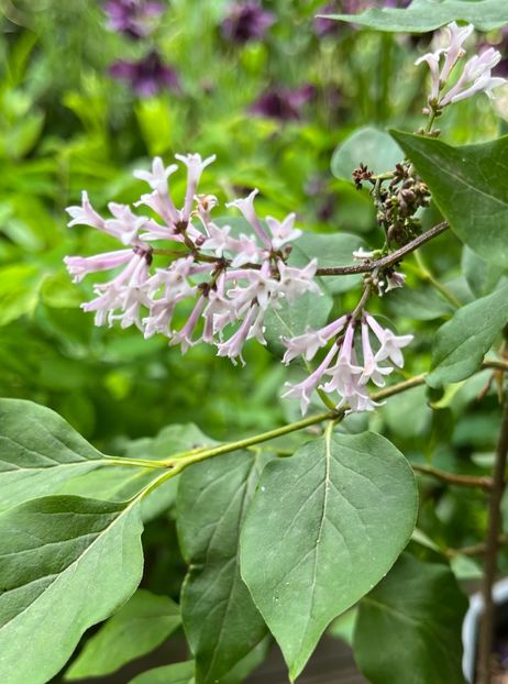 270F6CD0-9E1A-48F3-9091-058117213F04 - Arbuști 2021-2023