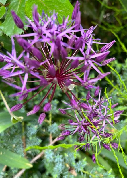 72319C5E-55BB-4758-BDA6-0C61907B003B - Allium 2020 21 22
