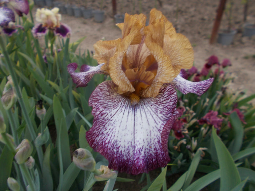 T-z-r9,9-tennessee  woman-18 - IRISI INALTI SI MEDII DISPONIBILI IN-2023 capitol 1