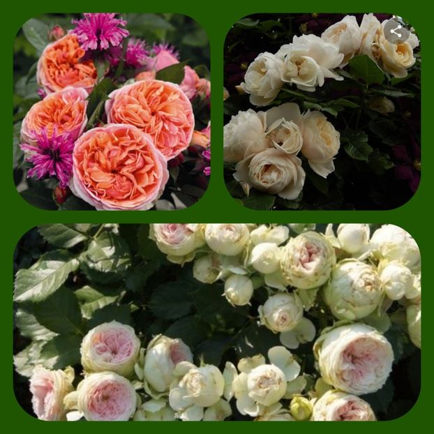 pixlr_20220504143416772 - Nou trandafiri la ghivece si plante dec la ghivece