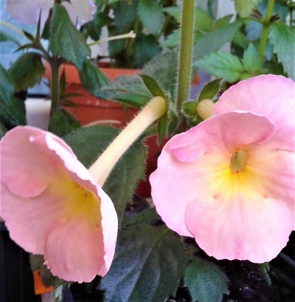  - Rizomii de achimenes plantati astazi pentru anul 2022