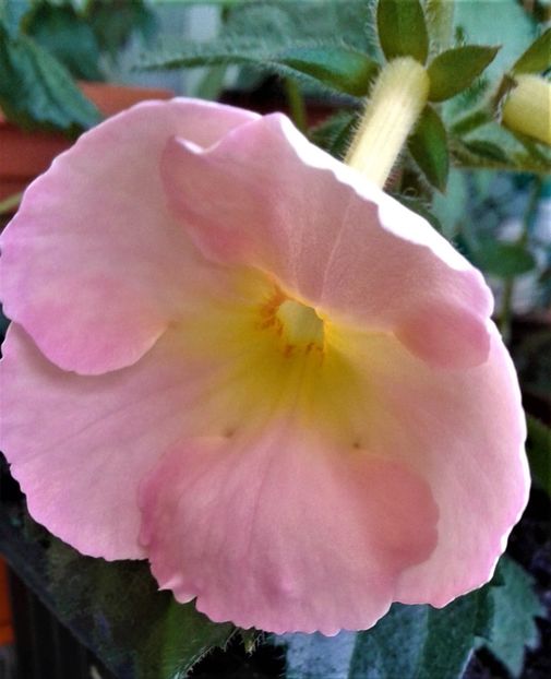  - Rizomii de achimenes plantati astazi pentru anul 2022