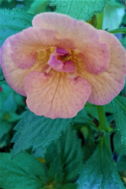  - Rizomii de achimenes plantati astazi pentru anul 2022