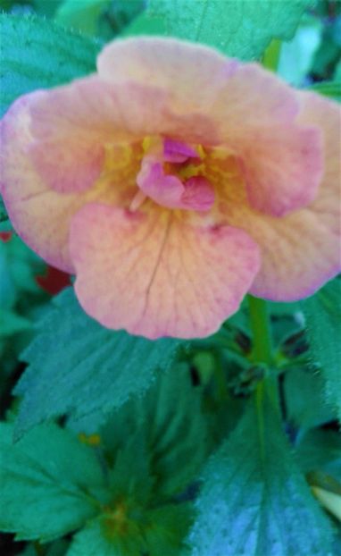  - Rizomii de achimenes plantati astazi pentru anul 2022