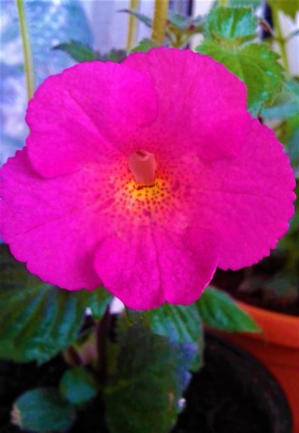  - Rizomii de achimenes plantati astazi pentru anul 2022