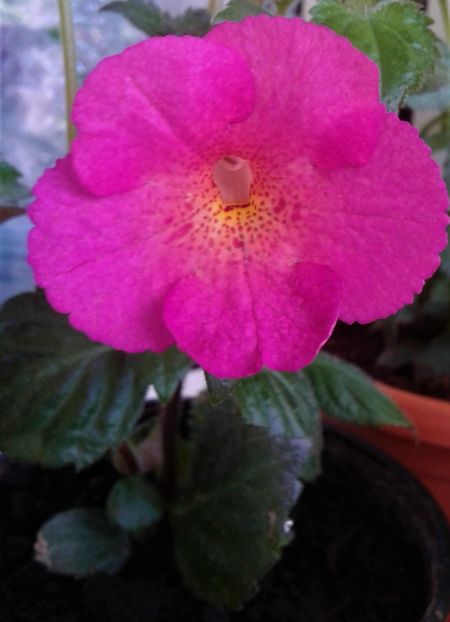  - Rizomii de achimenes plantati astazi pentru anul 2022