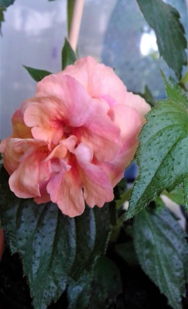  - Rizomii de achimenes plantati astazi pentru anul 2022