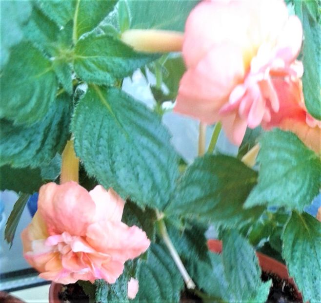  - Rizomii de achimenes plantati astazi pentru anul 2022