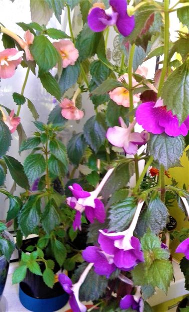  - Rizomii de achimenes plantati astazi pentru anul 2022