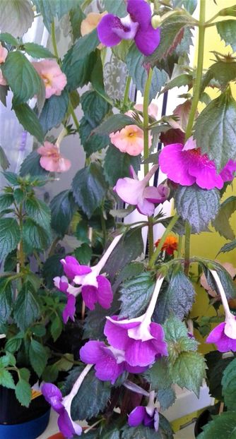  - Rizomii de achimenes plantati astazi pentru anul 2022