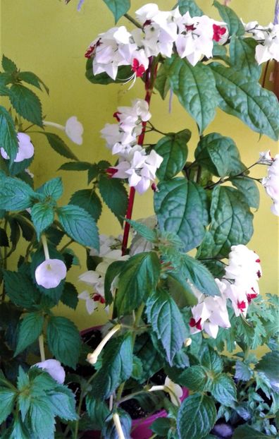  - Rizomii de achimenes plantati astazi pentru anul 2022