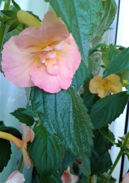  - Rizomii de achimenes plantati astazi pentru anul 2022