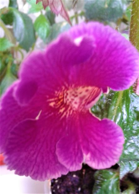  - Rizomii de achimenes plantati astazi pentru anul 2022