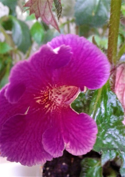  - Rizomii de achimenes plantati astazi pentru anul 2022