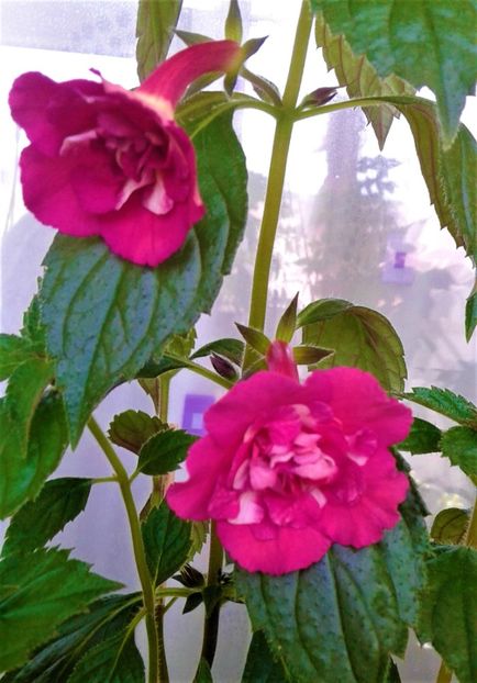  - Rizomii de achimenes plantati astazi pentru anul 2022