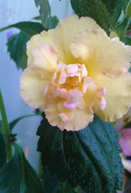  - Rizomii de achimenes plantati astazi pentru anul 2022