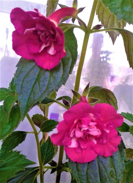  - Rizomii de achimenes plantati astazi pentru anul 2022