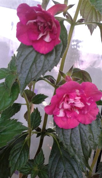  - Rizomii de achimenes plantati astazi pentru anul 2022