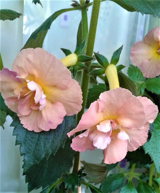  - Rizomii de achimenes plantati astazi pentru anul 2022