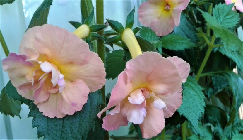  - Rizomii de achimenes plantati astazi pentru anul 2022