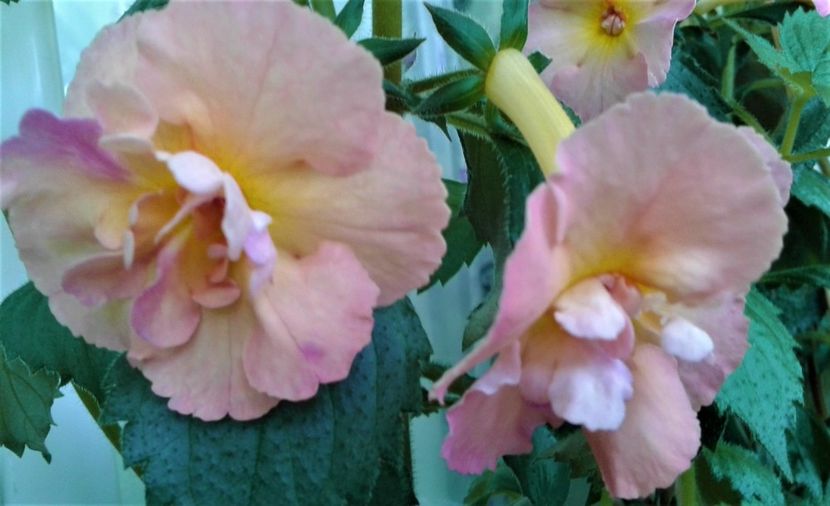  - Rizomii de achimenes plantati astazi pentru anul 2022