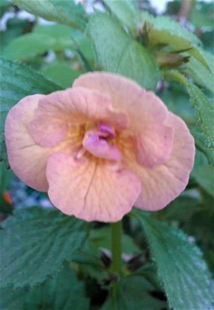  - Rizomii de achimenes plantati astazi pentru anul 2022