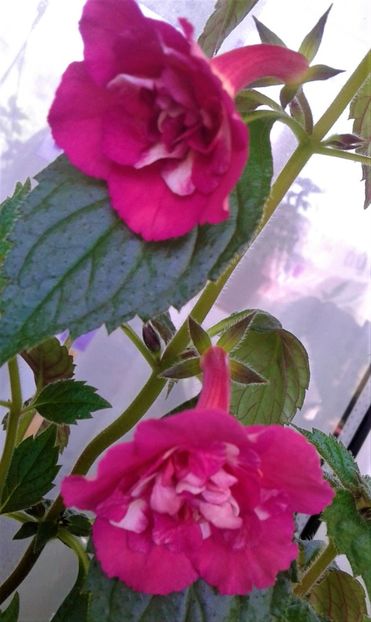  - Rizomii de achimenes plantati astazi pentru anul 2022