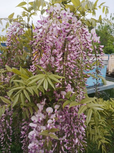  - arbori ornamentali 2022