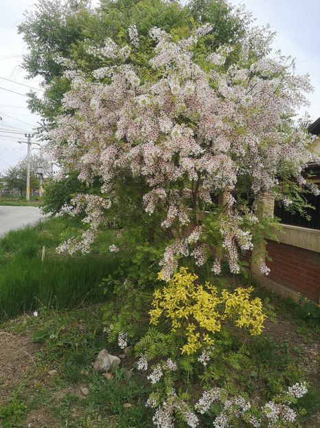  - arbori ornamentali 2022