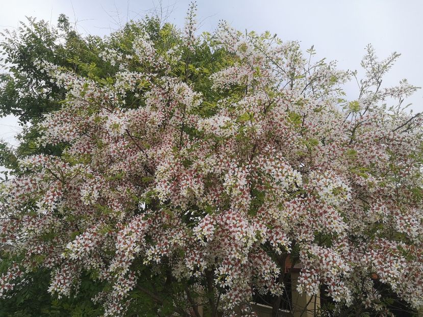 xanthoceras sorbifolium - arbori ornamentali 2022