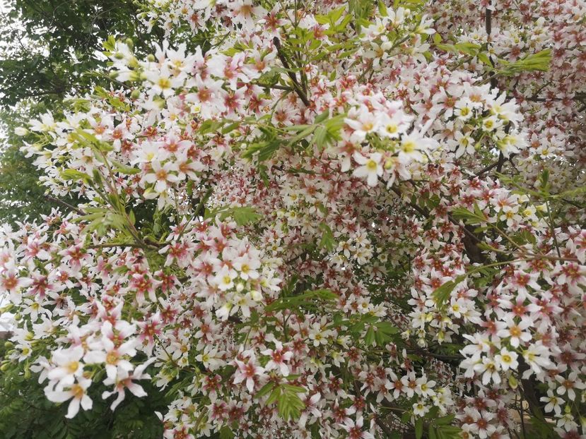  - arbori ornamentali 2022