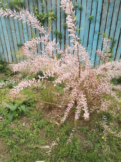  - arbori ornamentali 2022