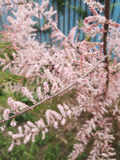  - arbori ornamentali 2022