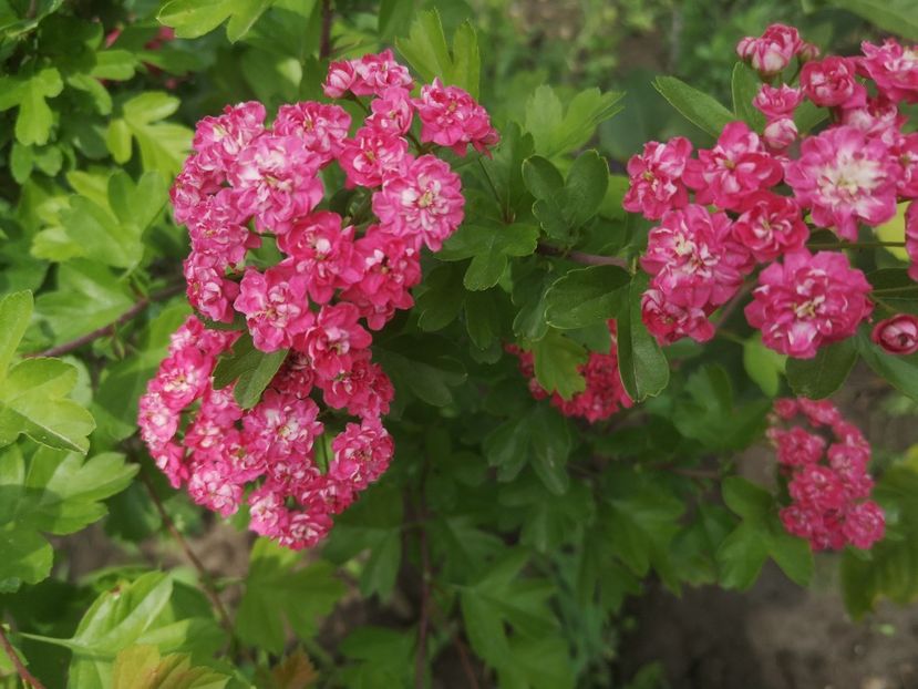  - arbori ornamentali 2022