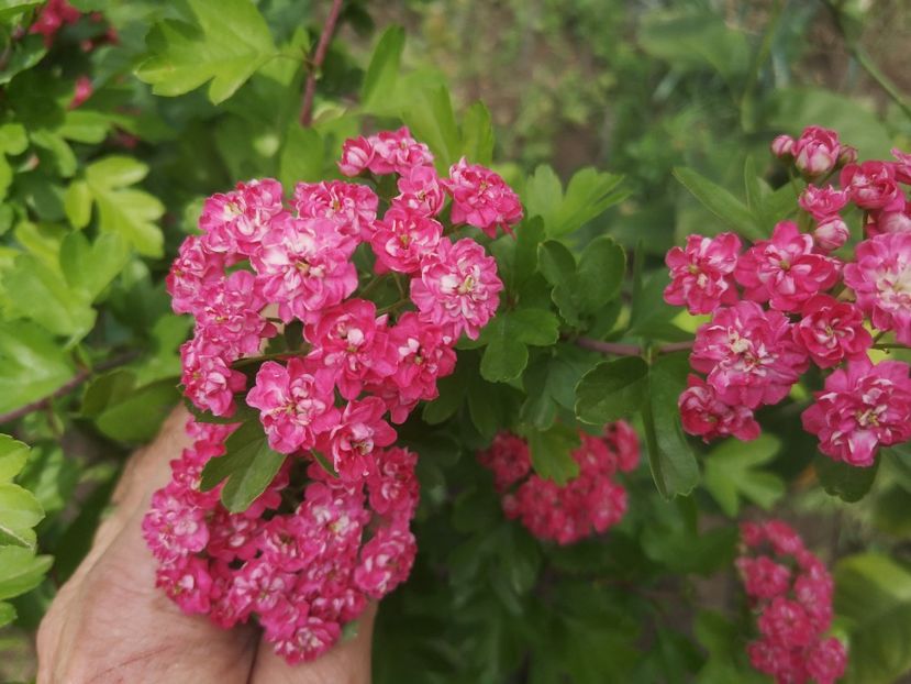  - arbori ornamentali 2022