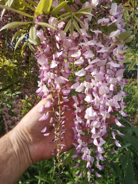  - arbori ornamentali 2022