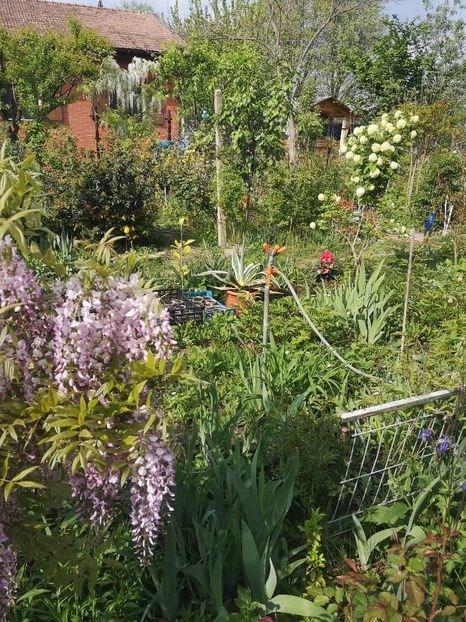  - arbori ornamentali 2022