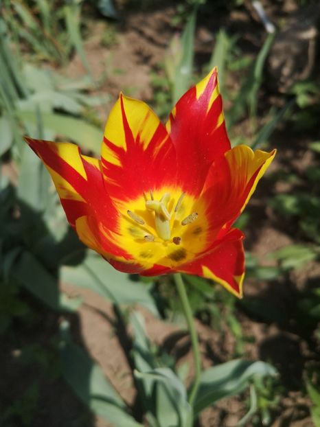  - Gradina flori 2025