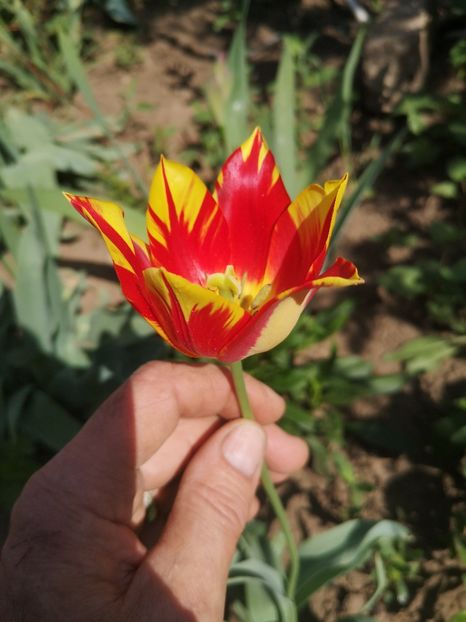  - Gradina flori 2025