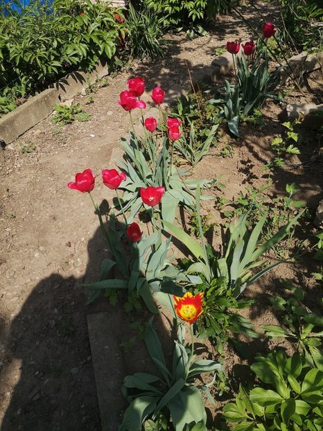  - Gradina flori 2025