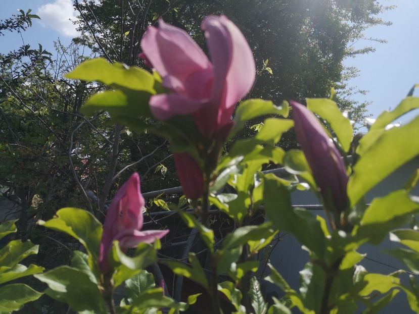  - arbori ornamentali 2022