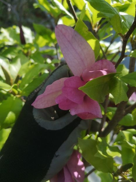 magnolie Lidl - arbori ornamentali 2022